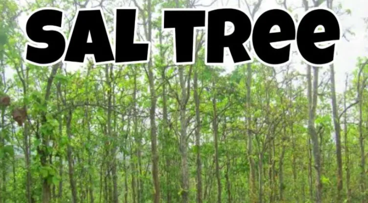 india premier ias institute