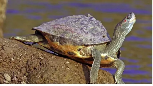 india premier ias institute